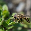 insect