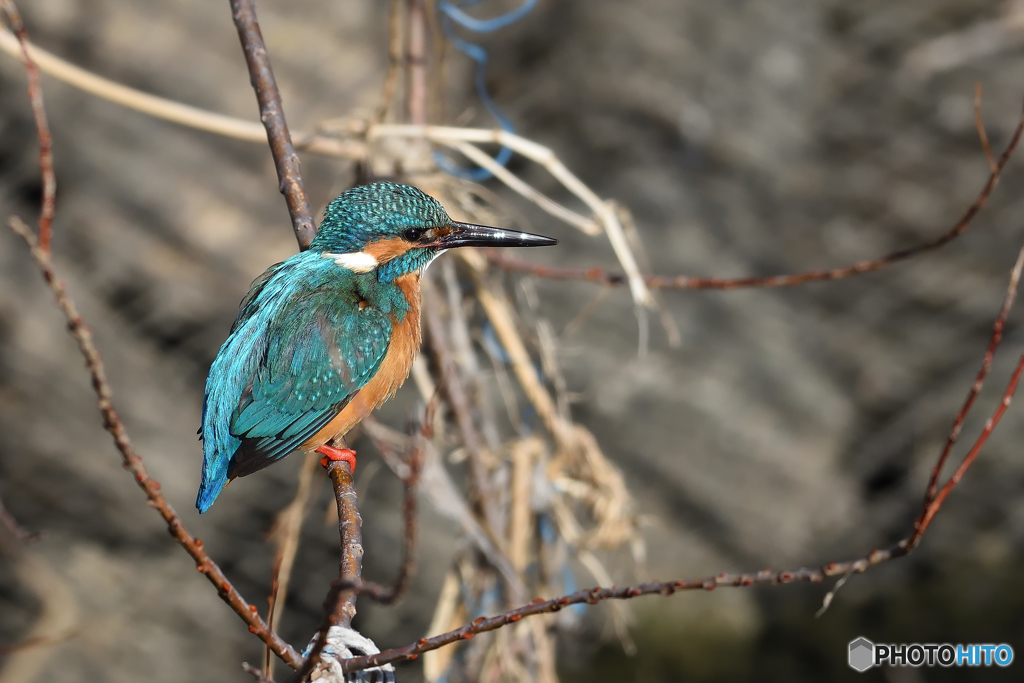 D7200でカワセミ③