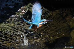 カワセミ　ダイブ1