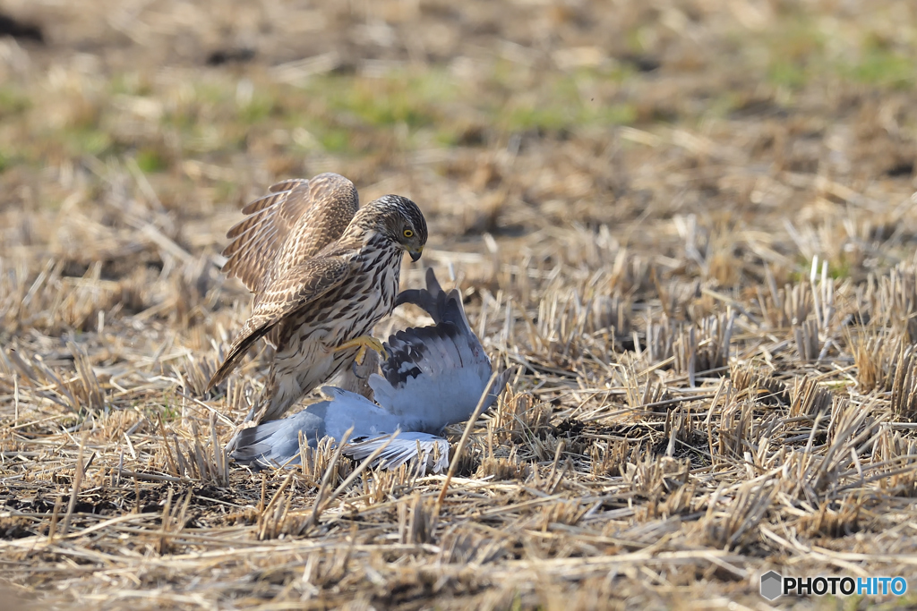 オオタカ幼鳥の狩り②