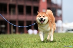 びみょ～に飛行犬