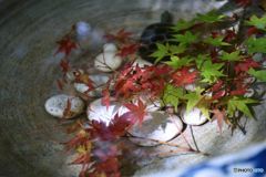 小さい秋見つけた