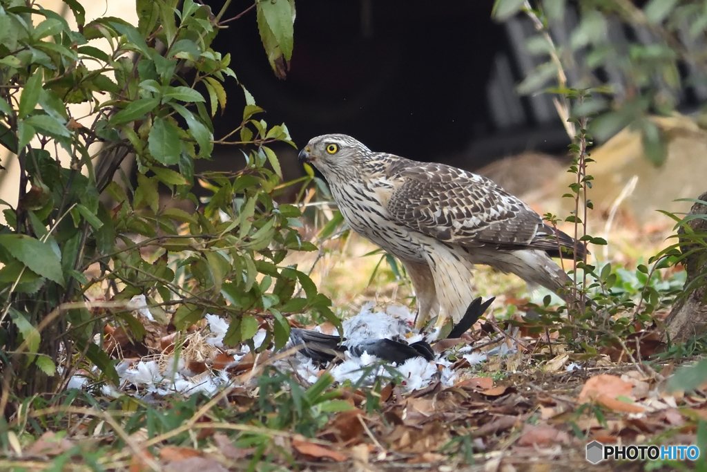 オオタカ若　見てんじゃね～よ！①