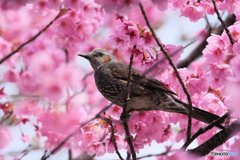 ヒヨ桜