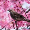 ヒヨ桜
