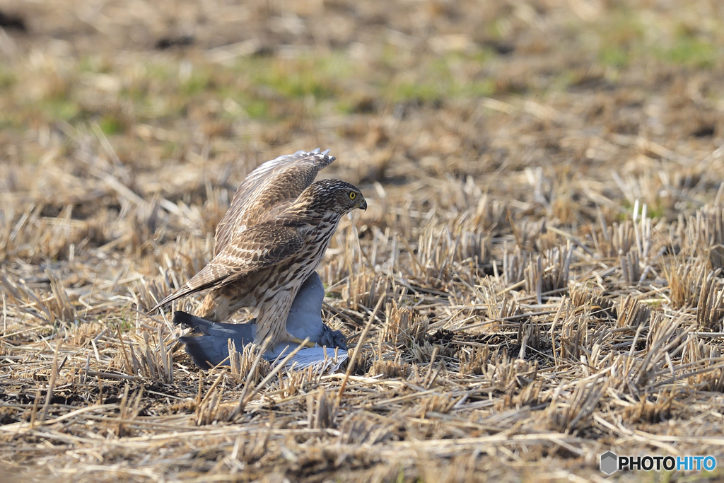 オオタカ幼鳥の狩り①