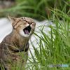 いただきますっ