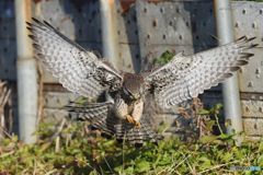 チョウゲンボウの狩り①