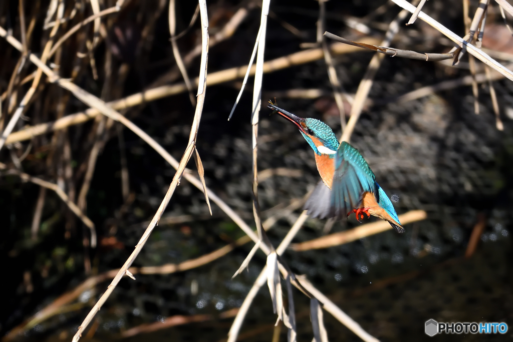 D7200でカワセミ①