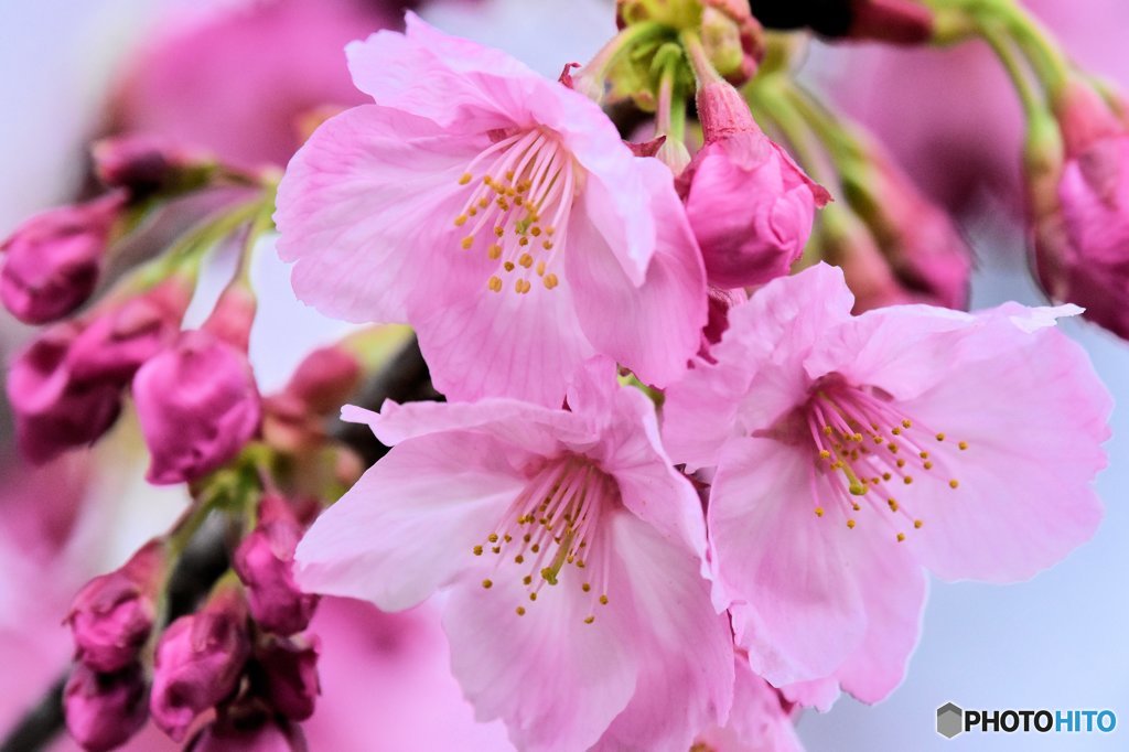 2016開花