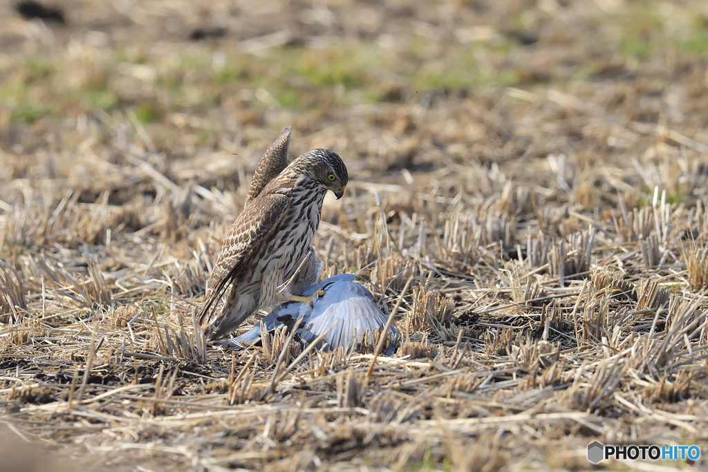 オオタカ幼鳥の狩り③