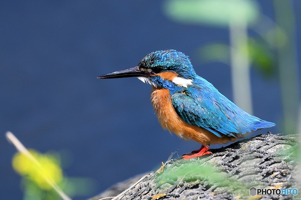 春のカワセミ2