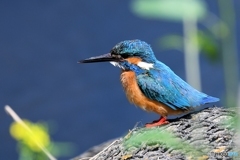 春のカワセミ2
