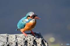 春のカワセミ3