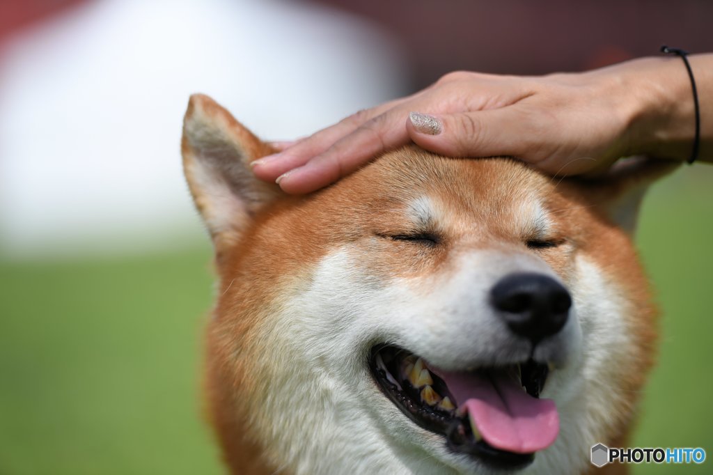 よしよしヾ(・ω・｀)　(∀｀*ゞ)ｴﾍﾍ