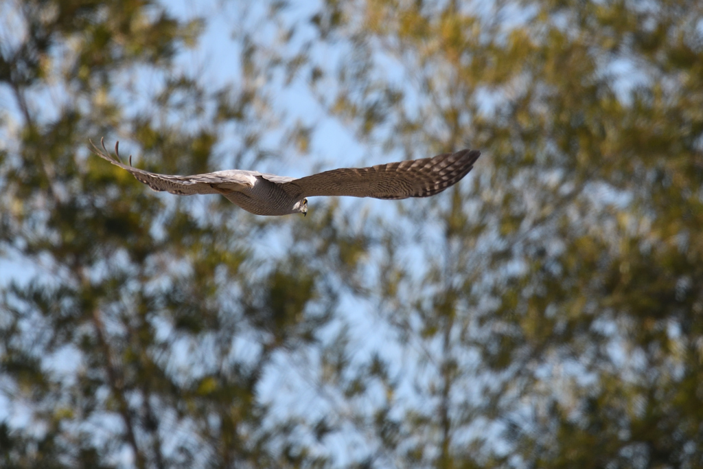 オオタカ飛翔④