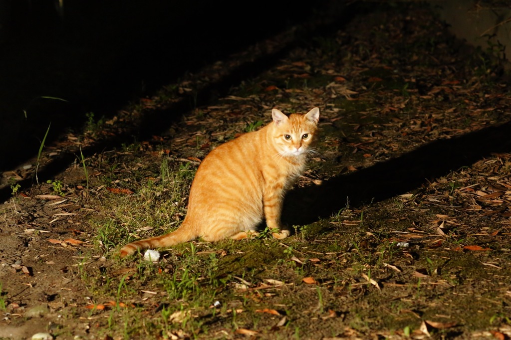 ねこ③