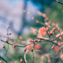 紅梅