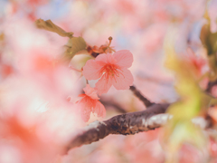 河津桜