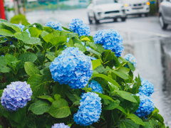 雨の日アジサイ