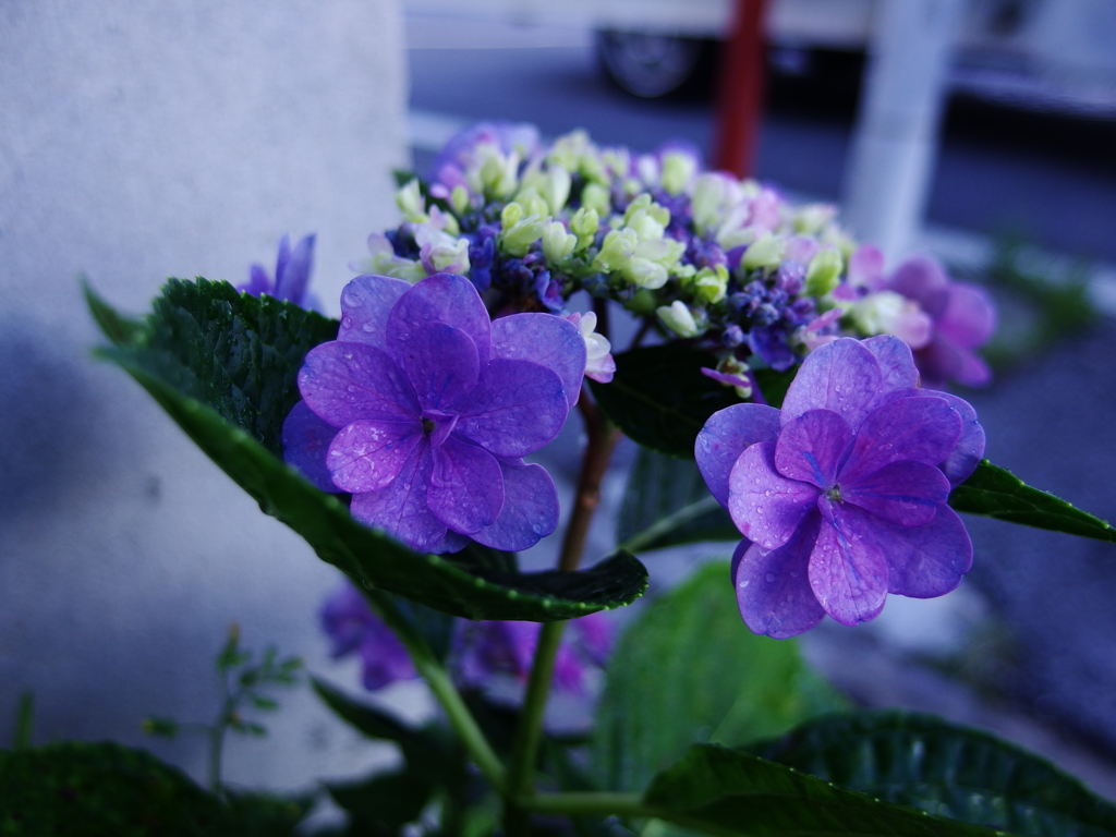 IMGP2526