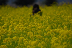 omoide