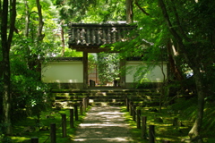 夏の木漏れ日