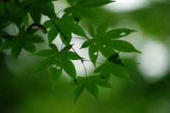 ひんやりもみじ