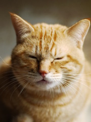 もっふりした何か