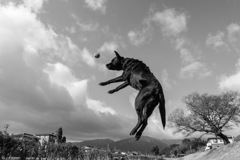 flyingdog
