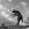flyingdog