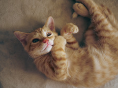 nyan?