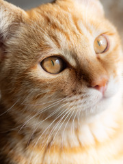 Tabby