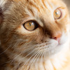 Tabby
