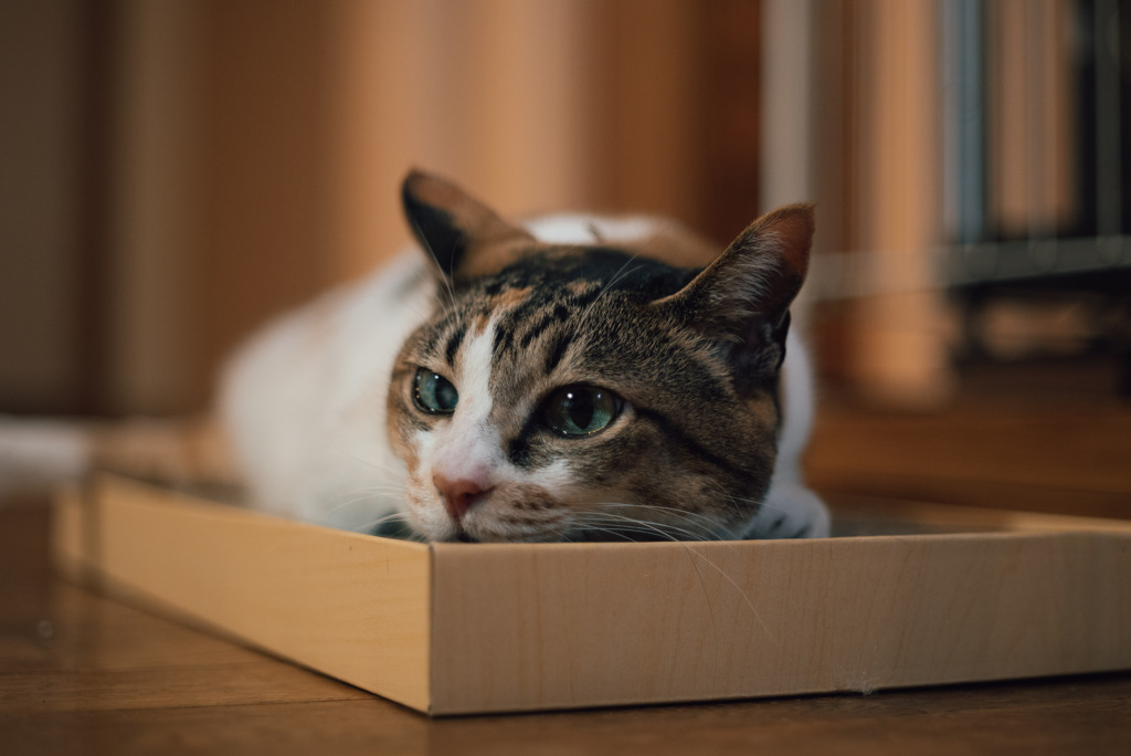 だいたい爪とぎの上