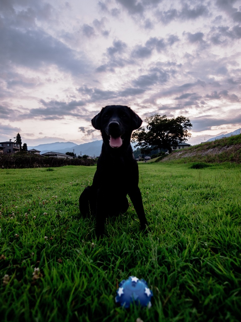 BlackDog