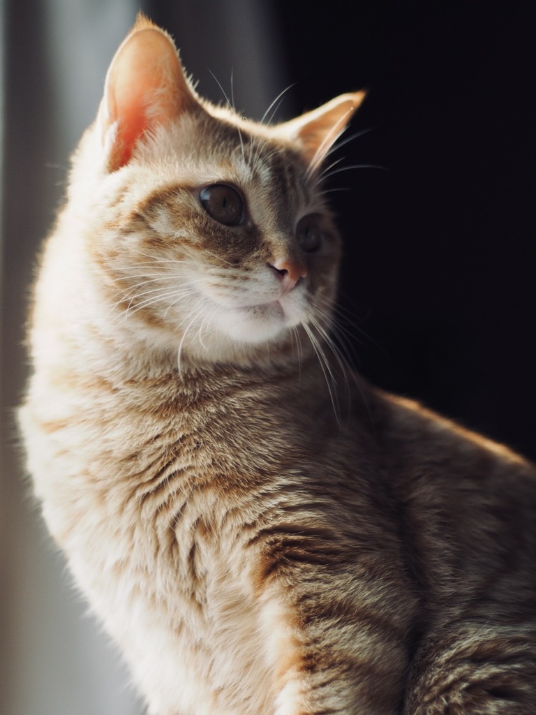 Photon→Cat→Dark