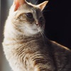 Photon→Cat→Dark