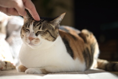 こちょこちょ