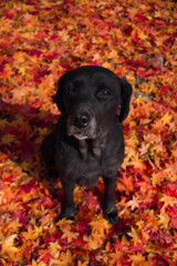 Blackdog