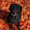 Blackdog