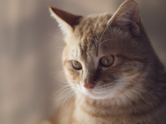 チャトラくん