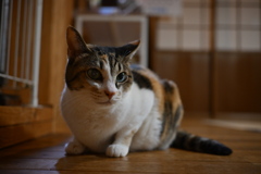 ねこさま
