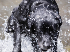 Splash