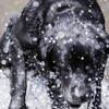 Splash