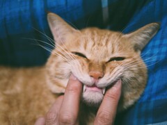 もふもふの牙
