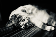 instinction