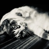 instinction