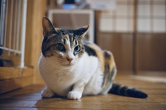ねこさま（再投稿）