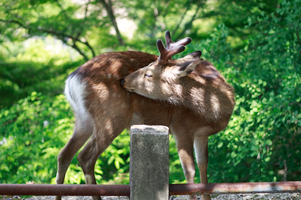 折りたたみ式